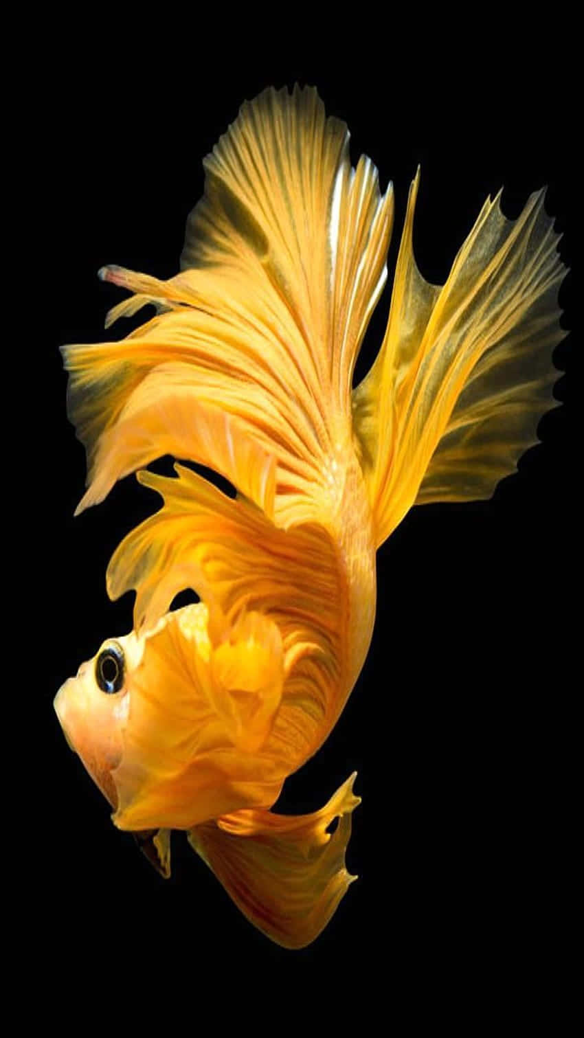 Golden Betta Splendens Elegance Wallpaper