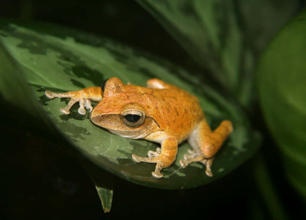 Golden Frogon Green Leaf Wallpaper