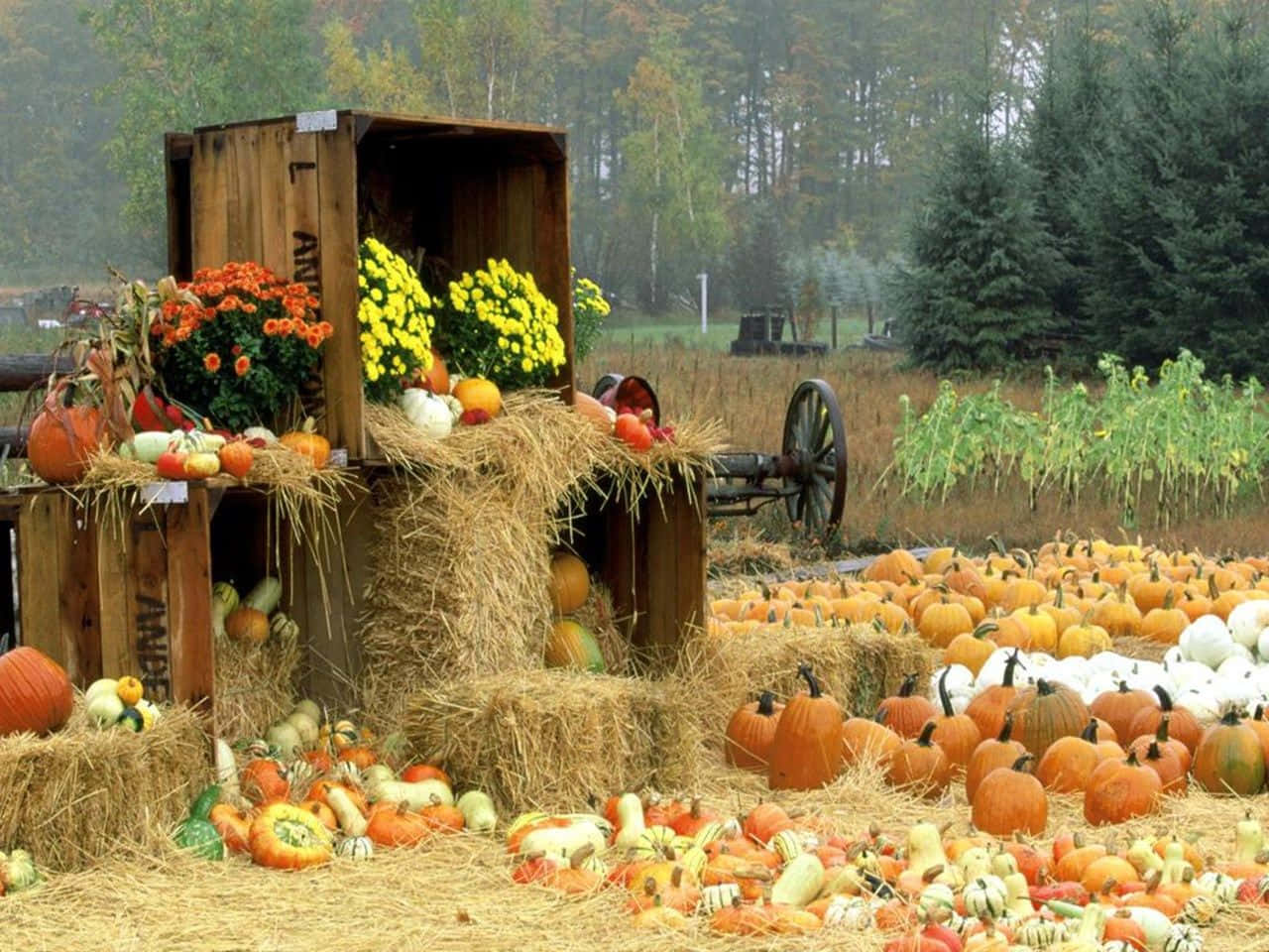 Golden Harvest Time In The Countryside Wallpaper