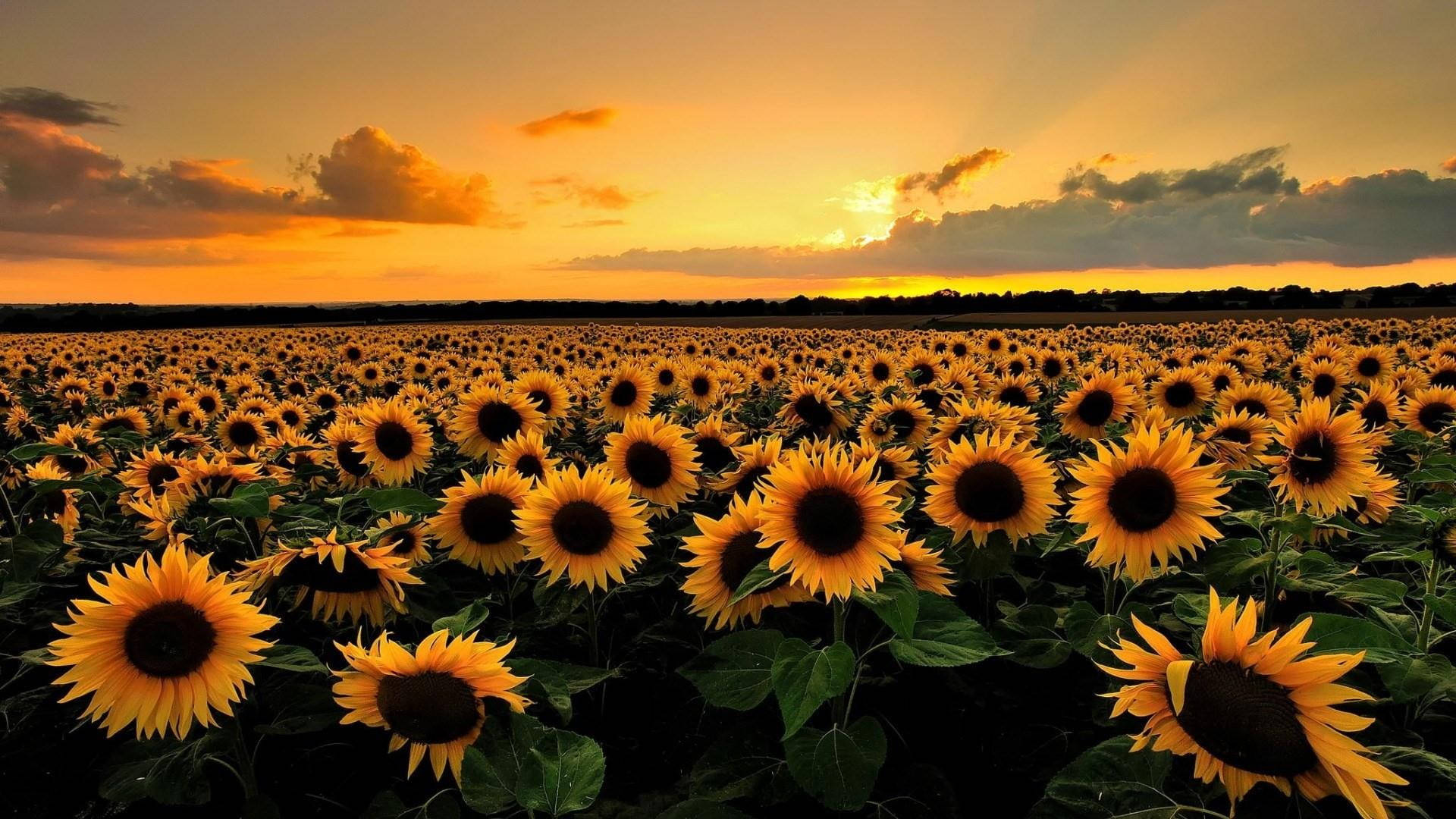 Golden Hour Sunflower Laptop Wallpaper