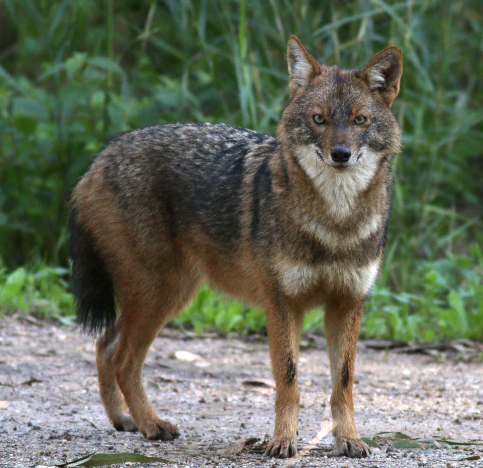 Golden Jackal Standing Alert Wallpaper