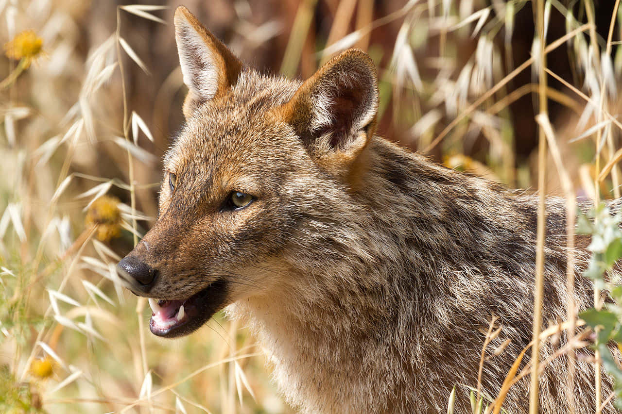 Golden Jackalin Grassland.jpg Wallpaper