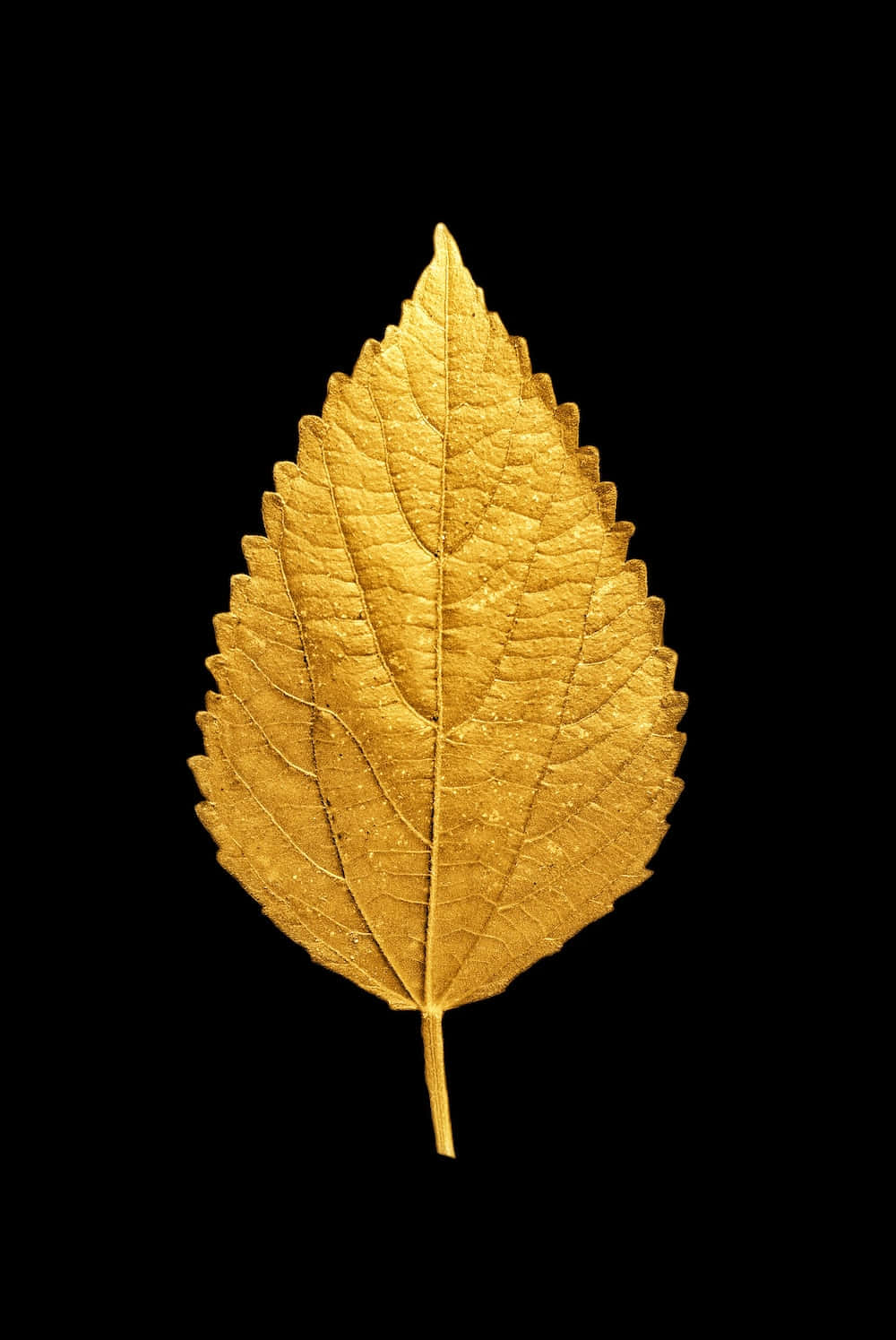 Golden Leaf Against Black Background Wallpaper