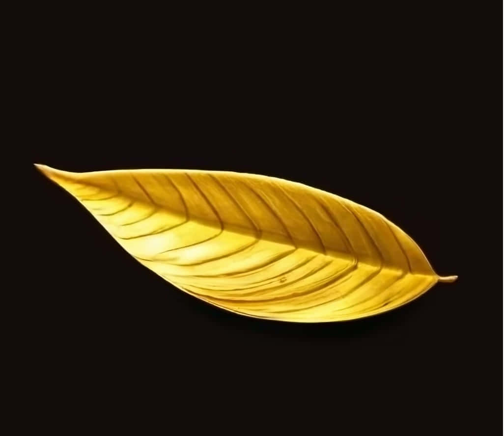 Golden Leaf Against Black Background Wallpaper