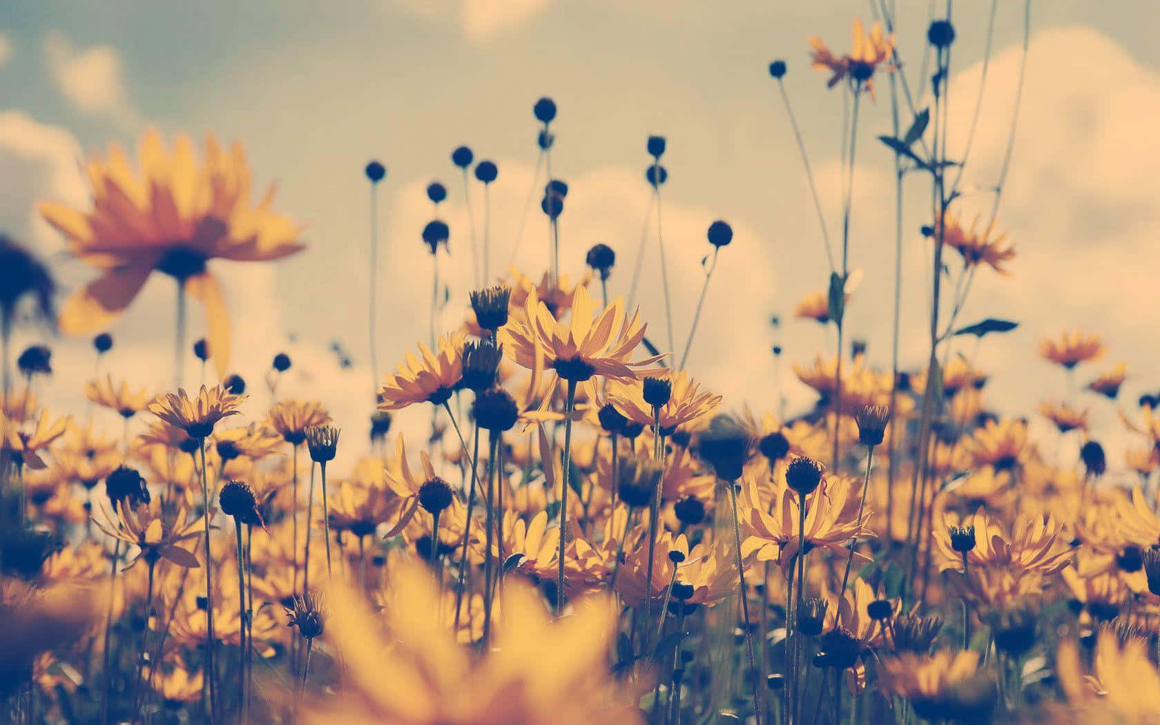 Golden Meadow Boho Desktop.jpg Wallpaper