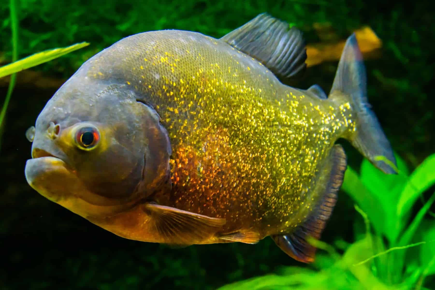 Golden Piranha Swimming Aquarium Wallpaper