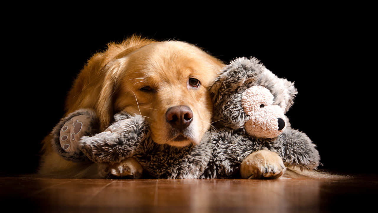 Golden Retriever Cuddling Stuffed Toy Wallpaper