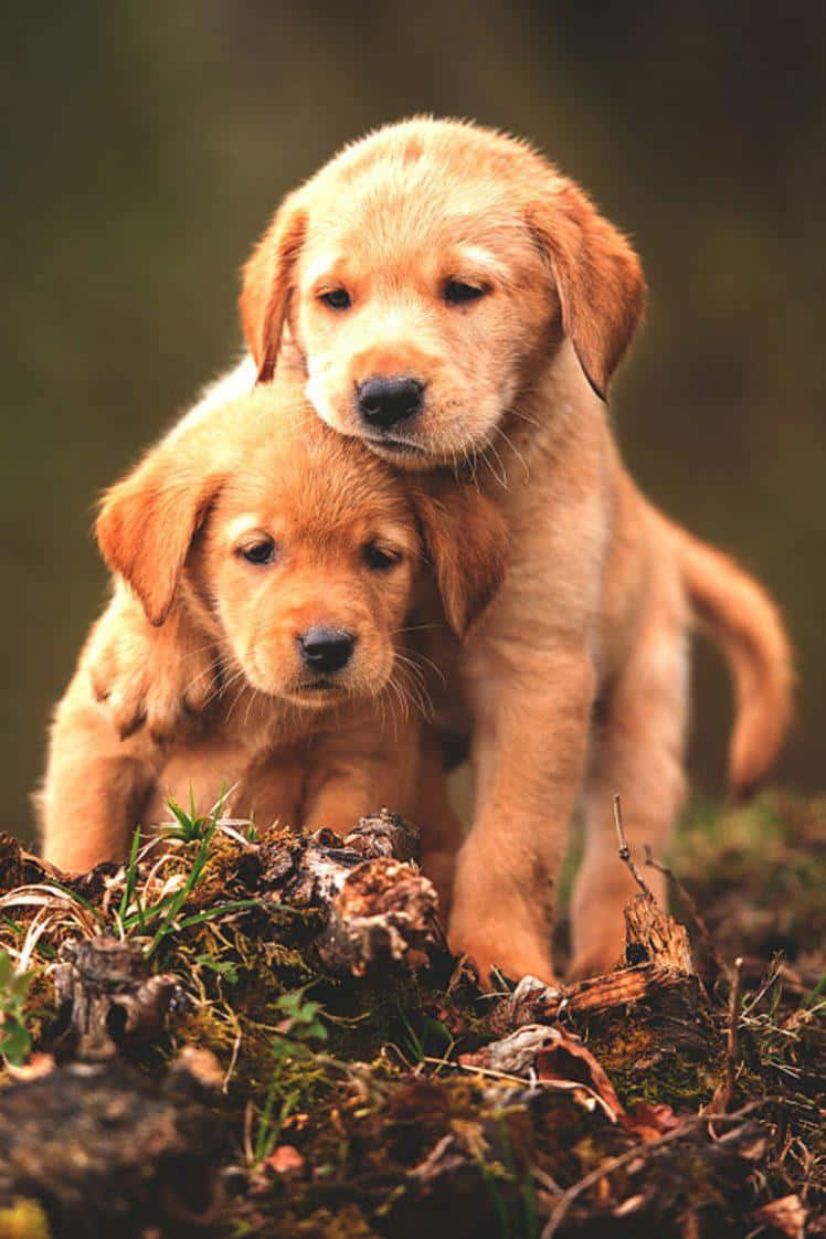 Golden Retriever Dog Breeds Cuddling Wallpaper