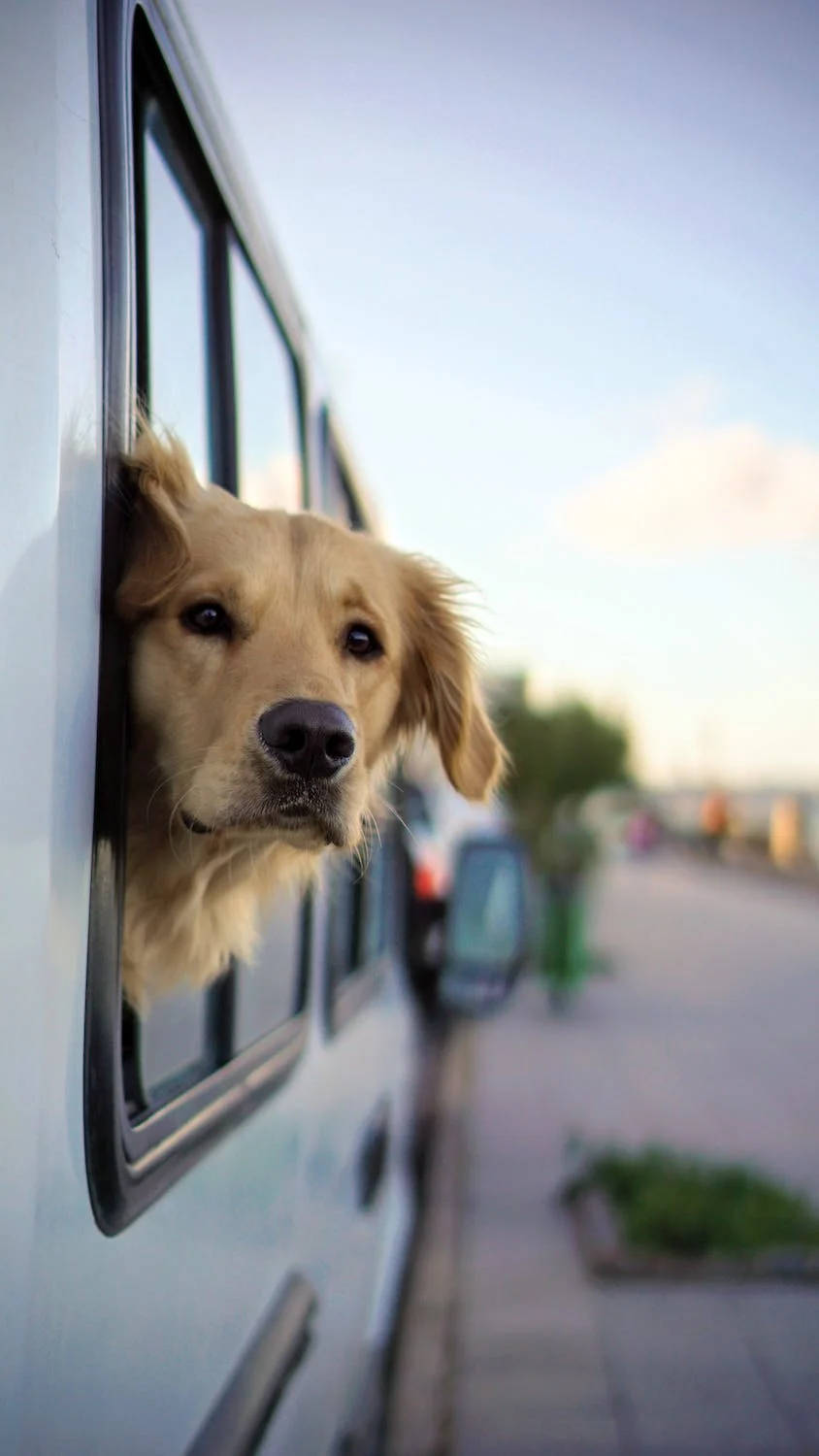 Golden Retriever Iphone 11 Pro 4k Wallpaper