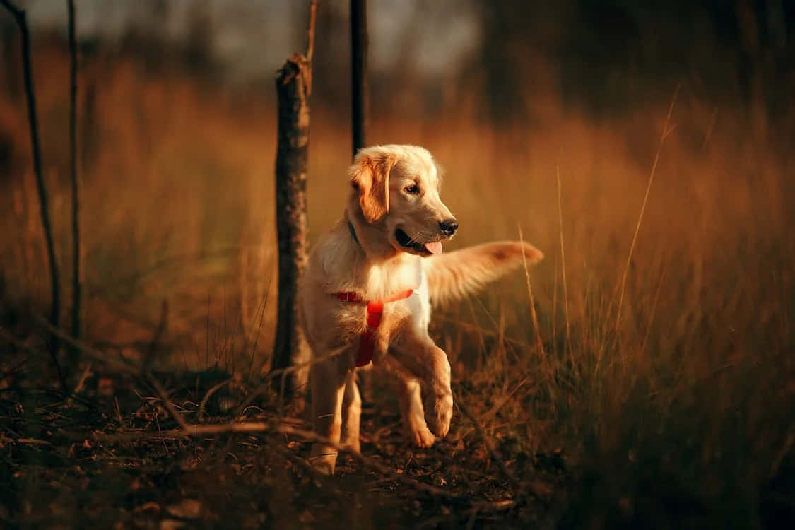 Golden Retriever Playtime Outdoors.jpg Wallpaper