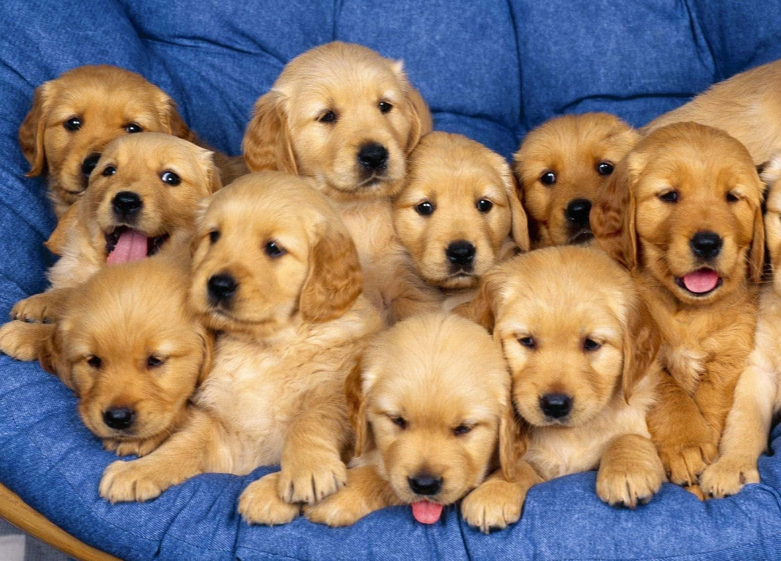 Golden Retriever Puppies In A Blue Chair Wallpaper