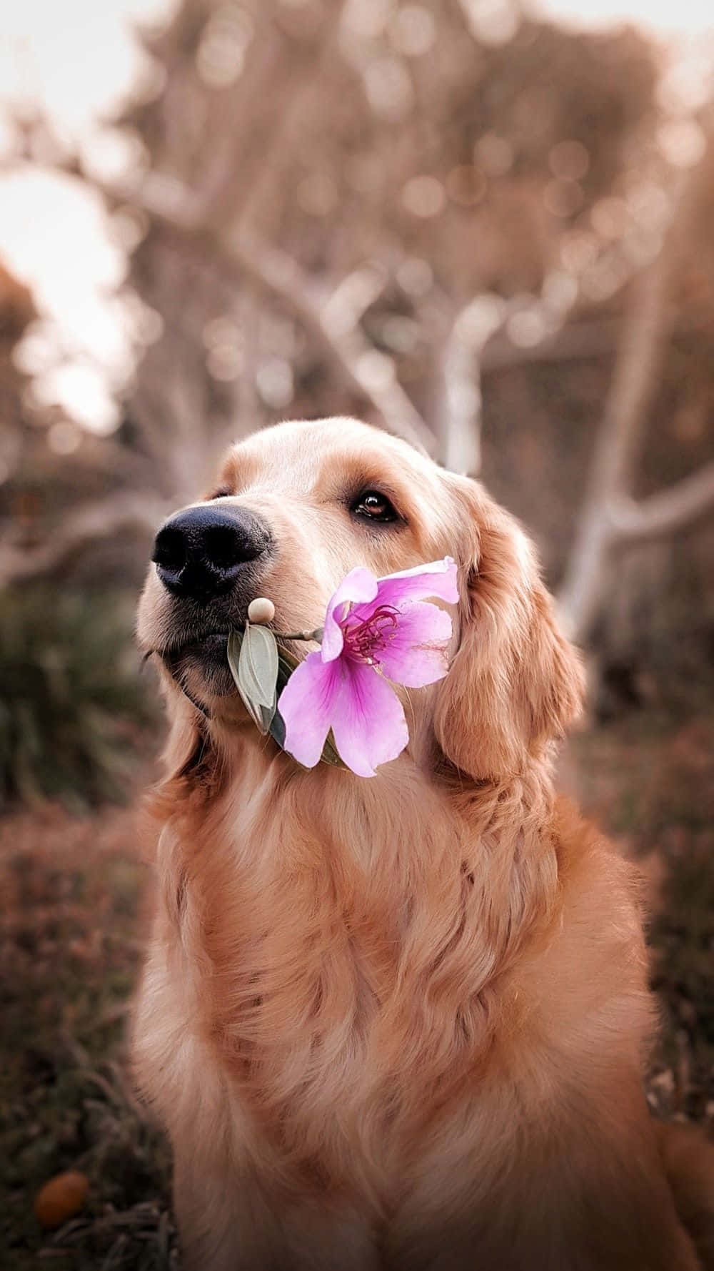 Golden Retriever With Flower Aesthetic.jpg Wallpaper