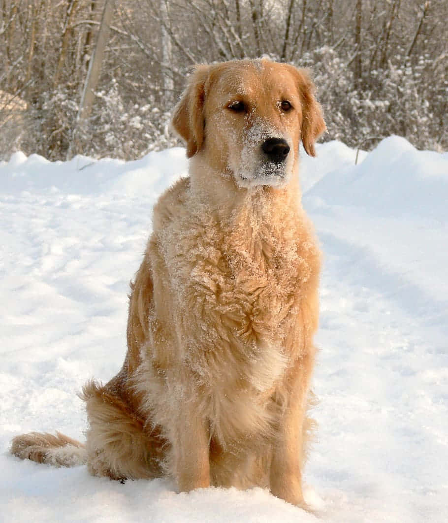 Golden Retrieverin Snowy Woods Wallpaper