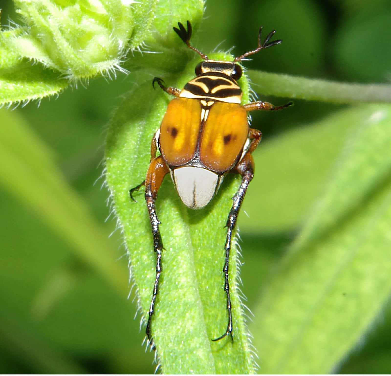 Golden Scarab On Green Leaf Wallpaper