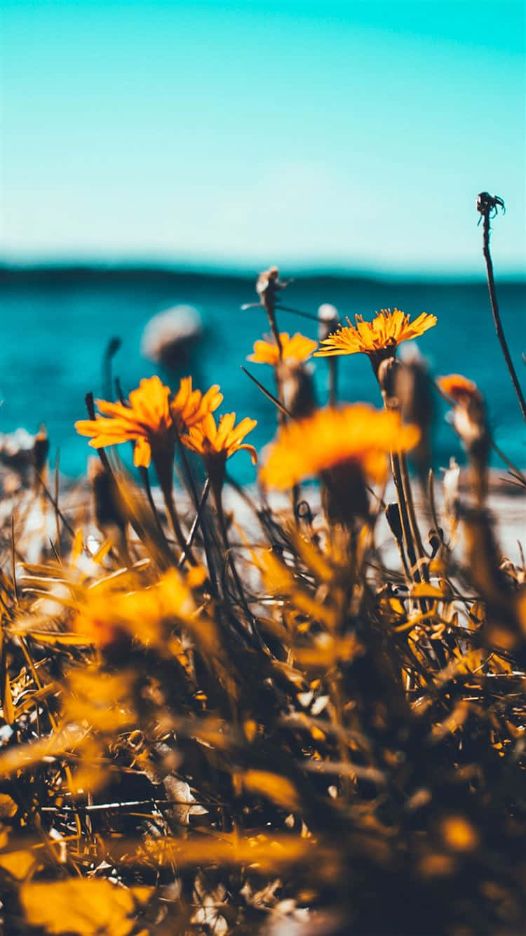 Golden Summer Flowers Seaside Wallpaper