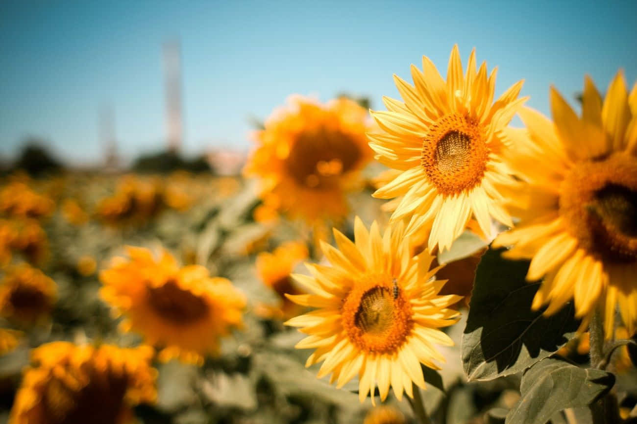 Golden Sunflower Field Summer Glow Wallpaper