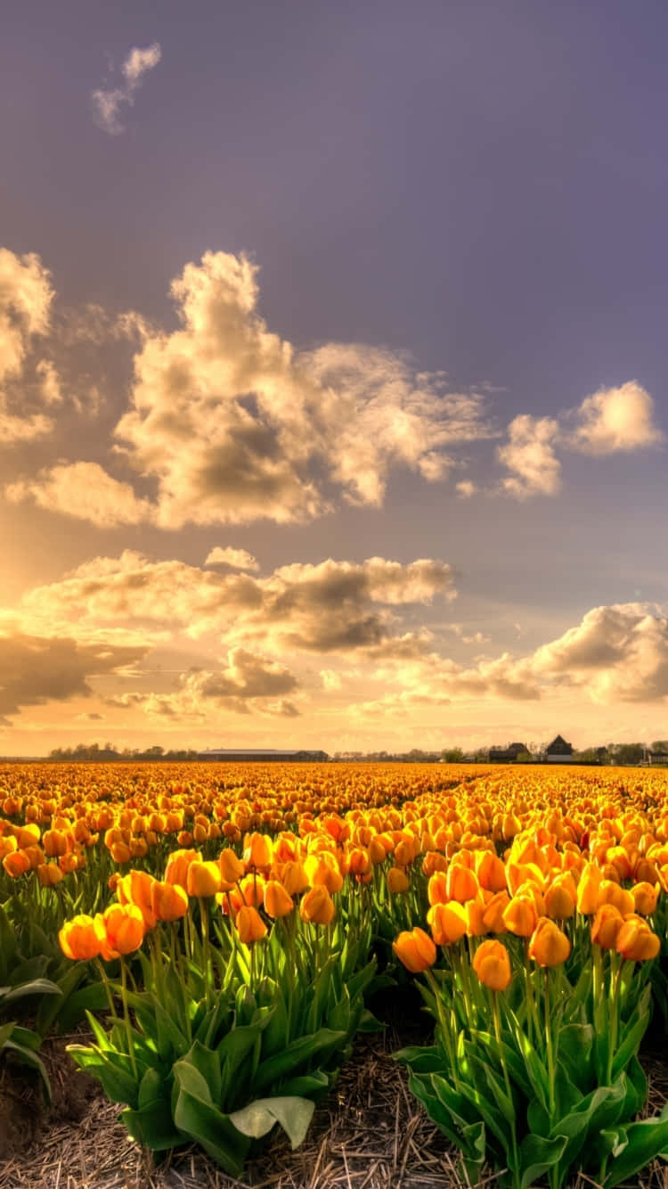 Golden_ Tulip_ Field_ Sunset Wallpaper