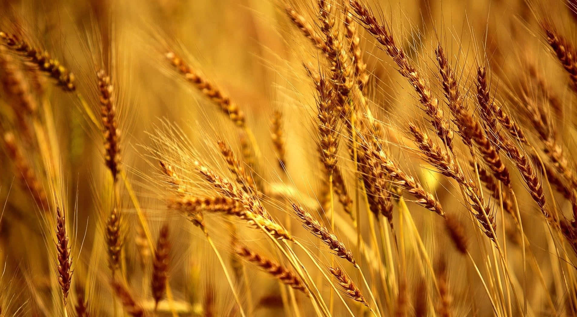 Golden Wheat Field Sunlit Wallpaper