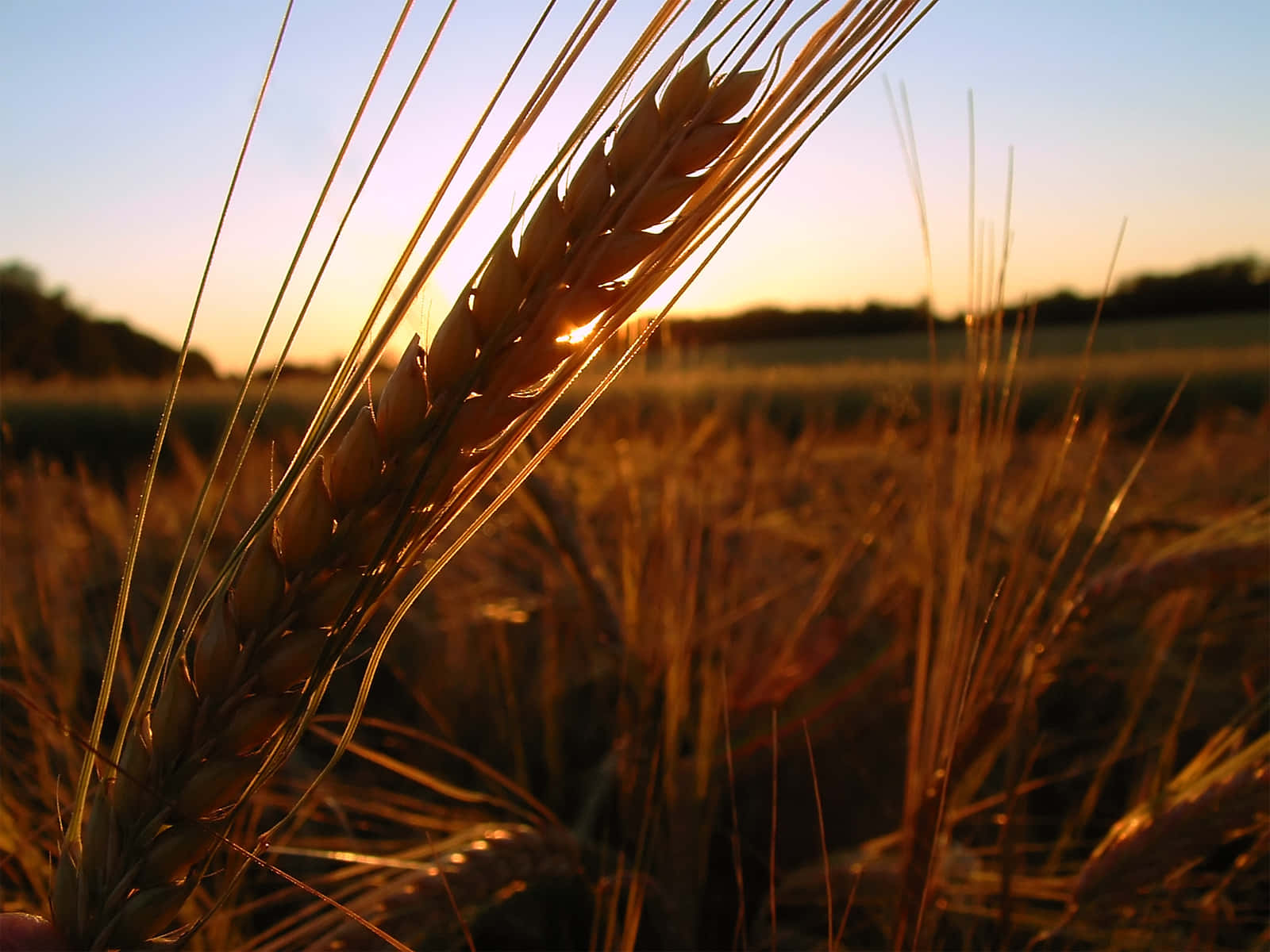 Golden Wheat Field Sunset Wallpaper