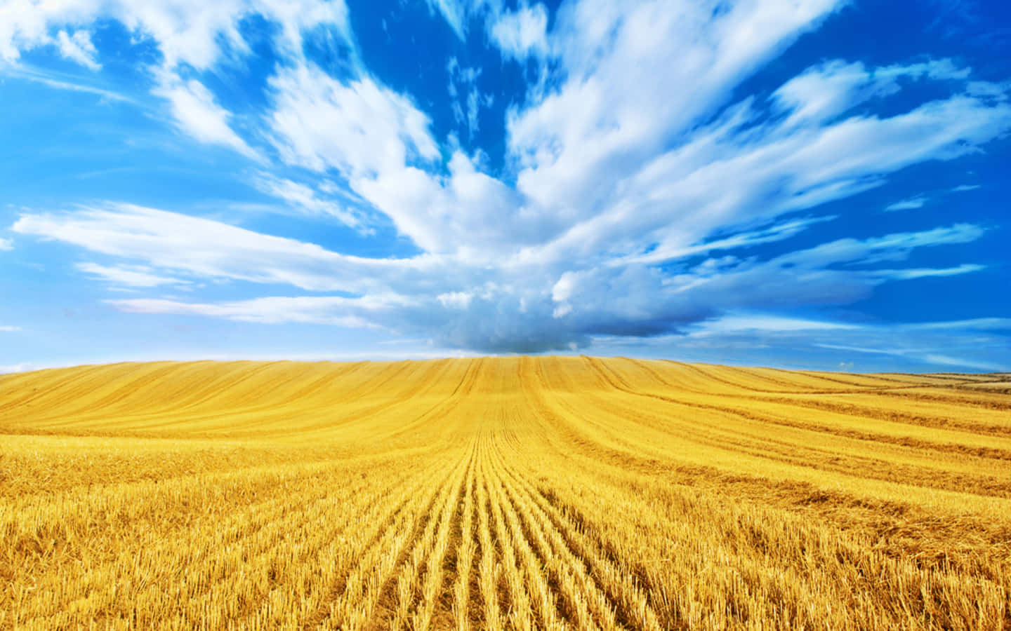 Golden Wheat Harvest In The Field Wallpaper