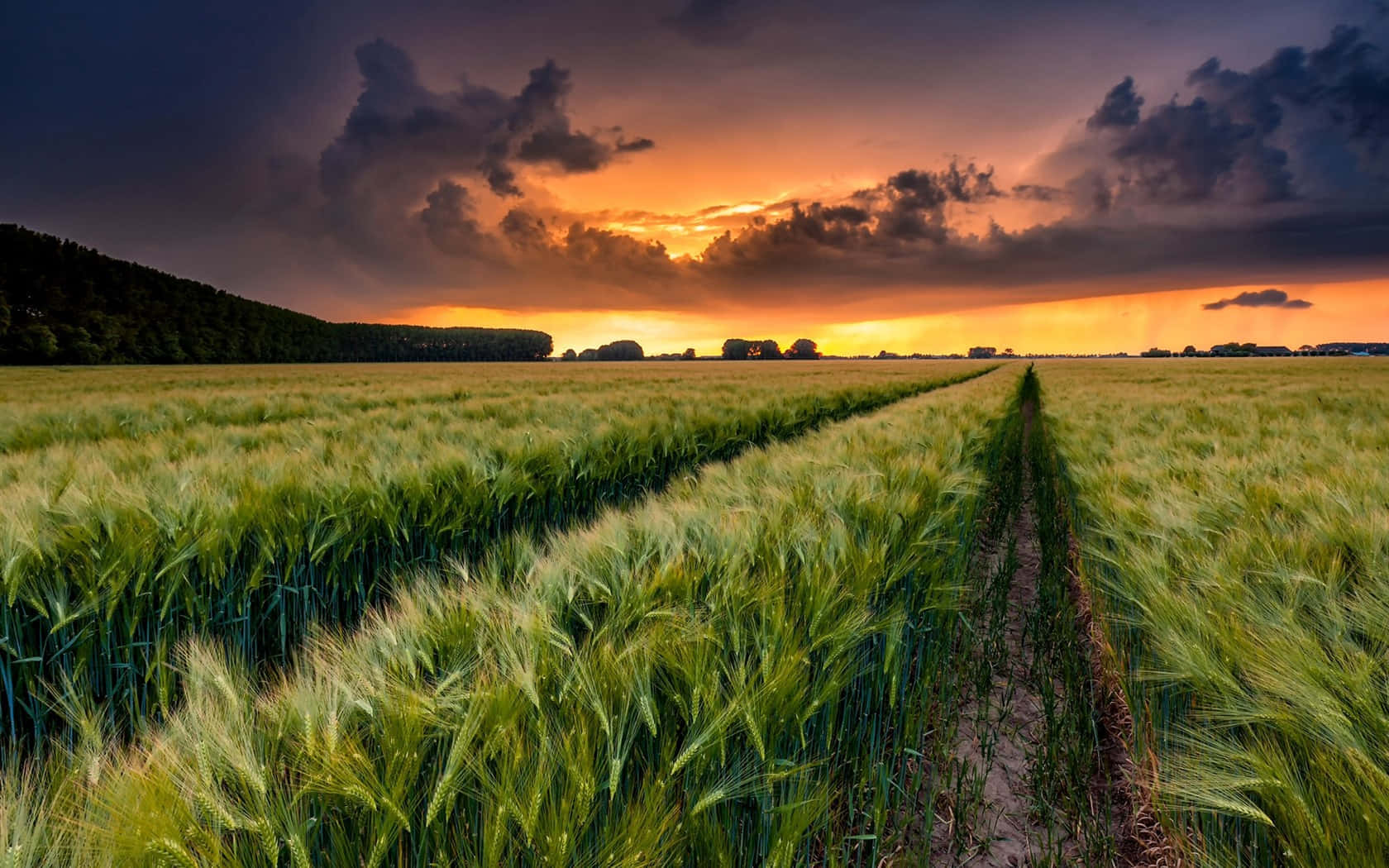 Golden Wheat Harvest Under Picturesque Sky Wallpaper