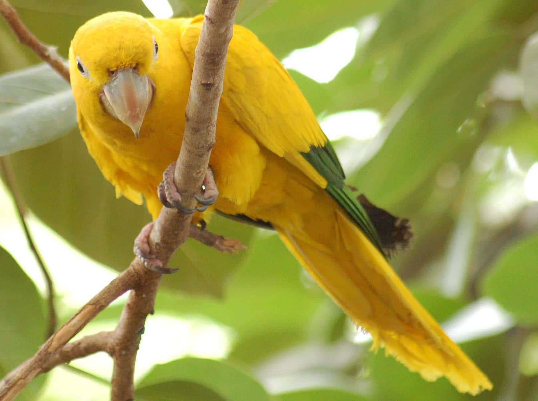 Golden Yellow Parrot Perched Wallpaper