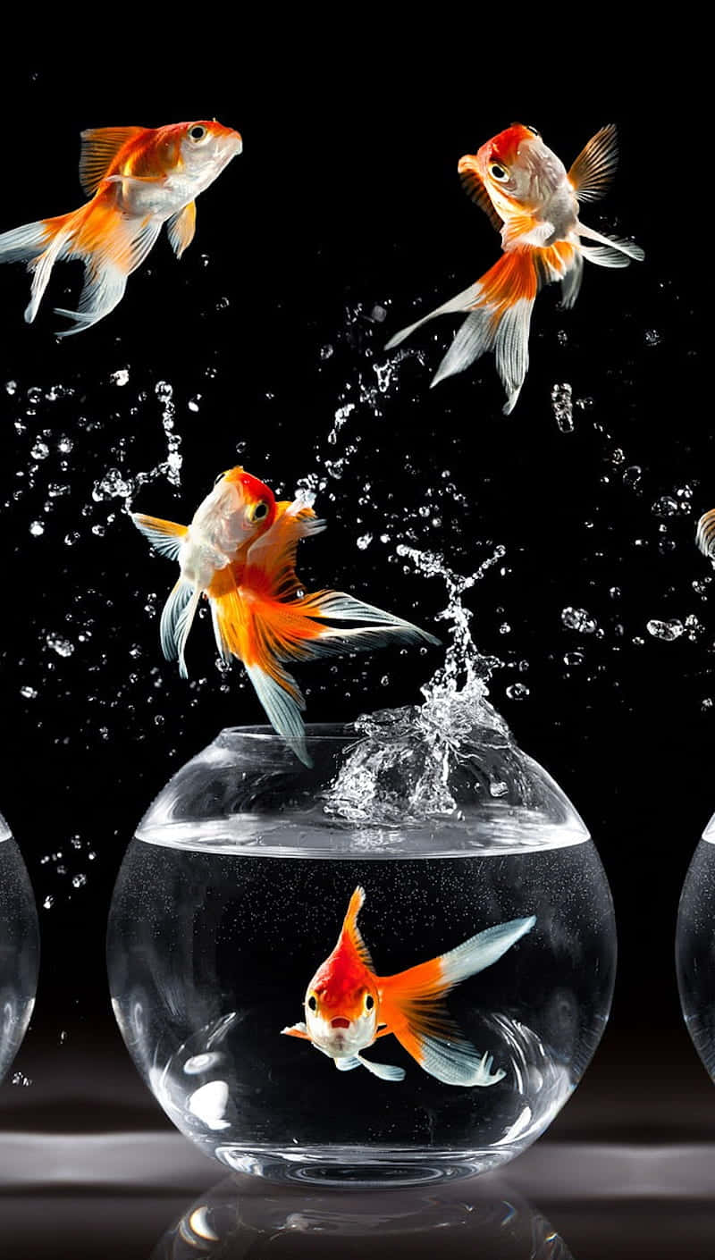 Goldfish_ Elegance_in_ Glass_ Bowls_ Aquarium Wallpaper