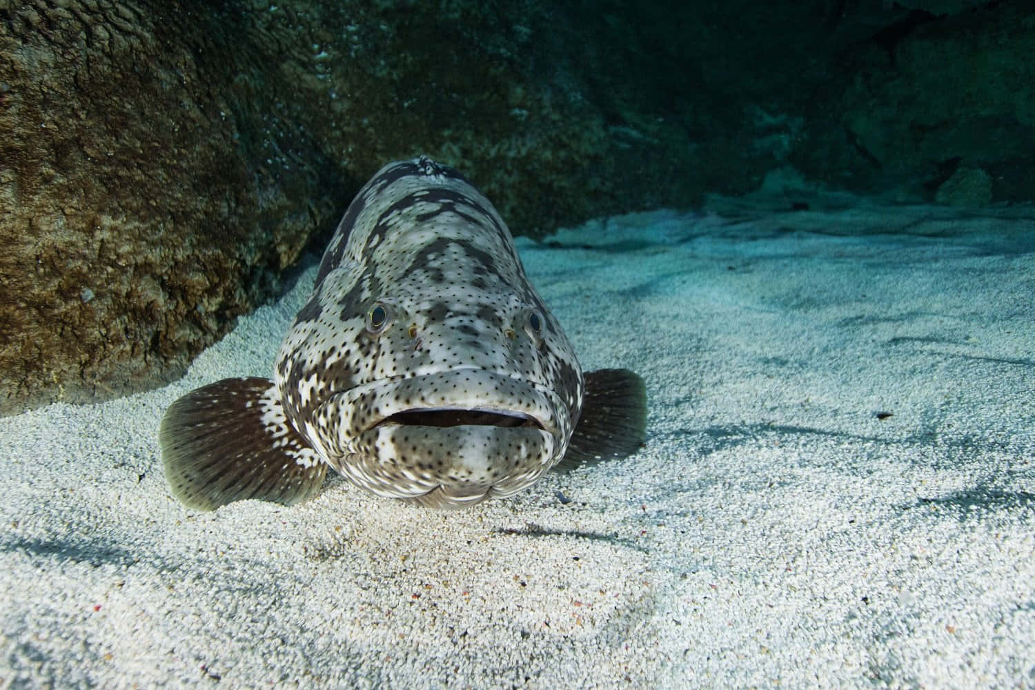 Goliath Grouper Restingon Ocean Floor Wallpaper