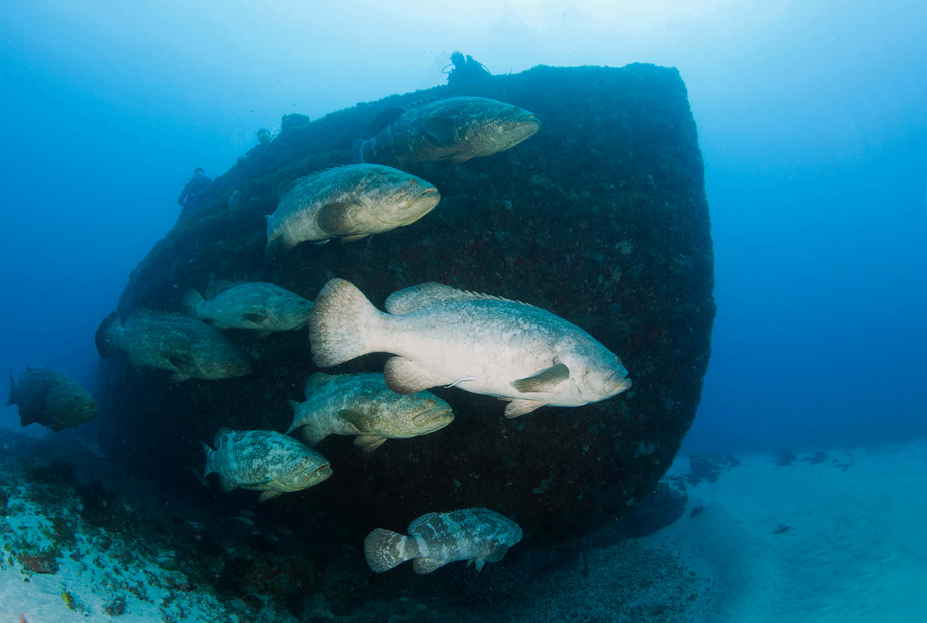 Goliath Grouper School Around Wreck Wallpaper