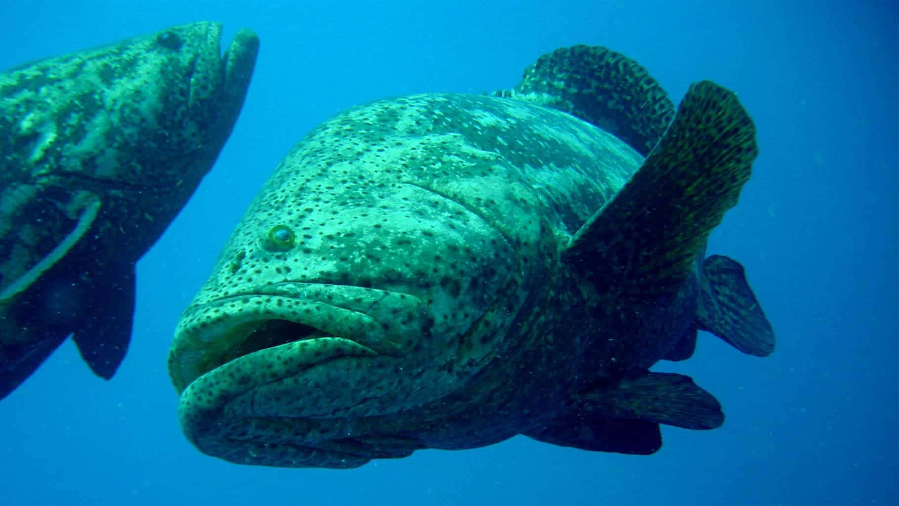 Goliath Grouper Underwater Wallpaper