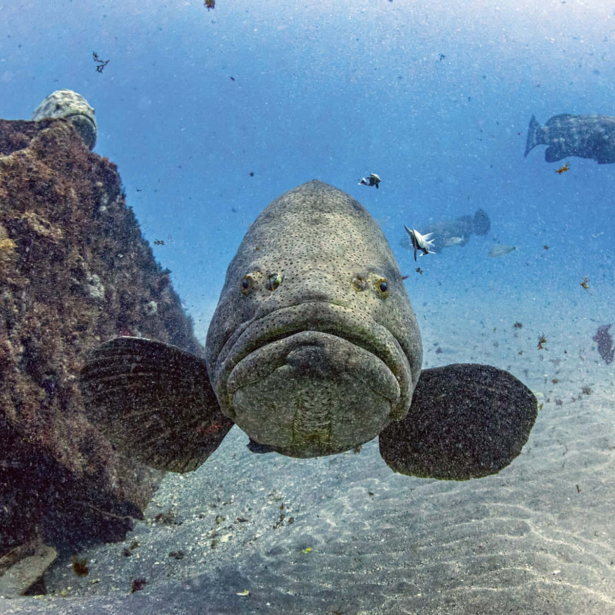 Goliath Grouper Underwater Portrait Wallpaper