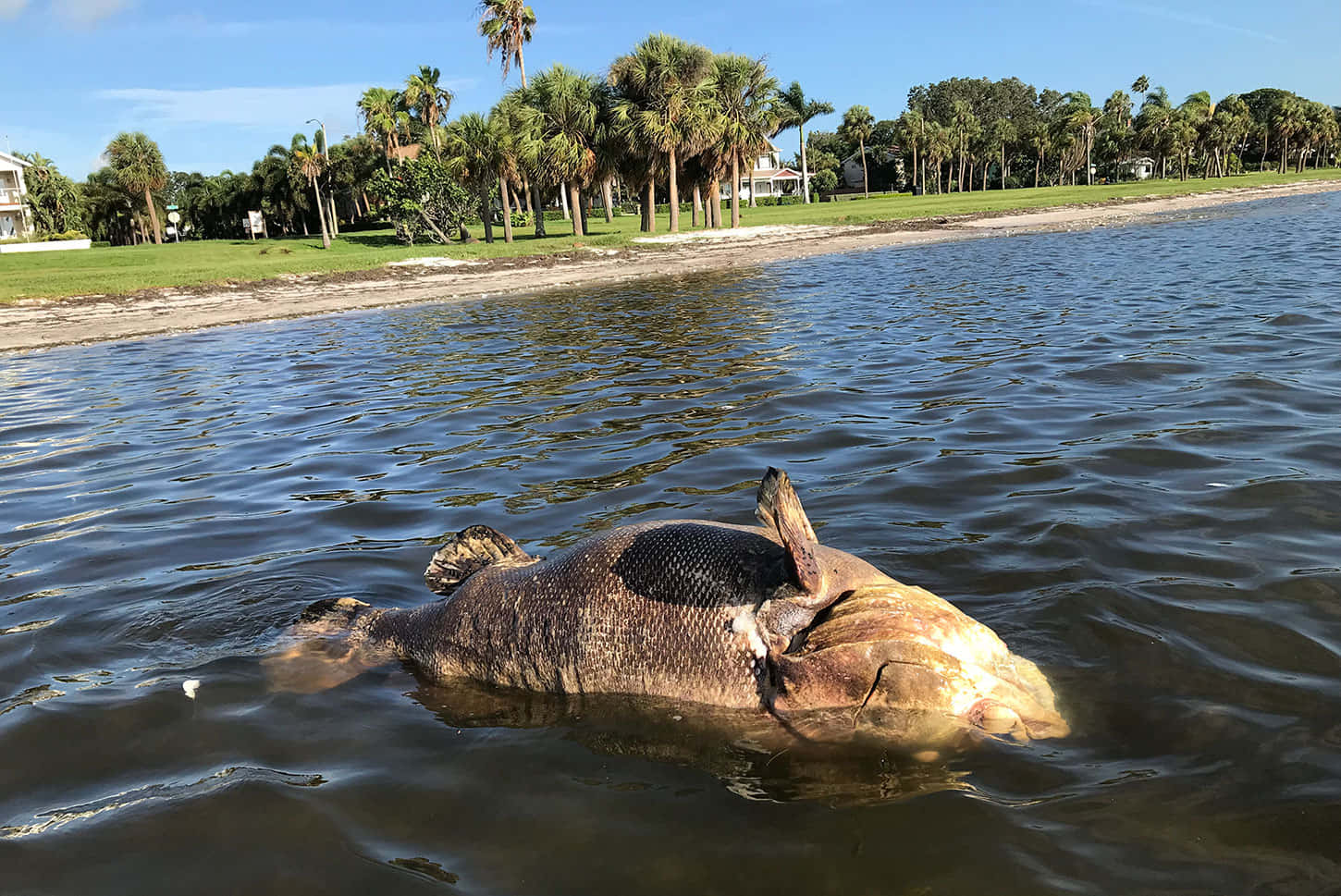 Goliath Grouper Washed Ashore Wallpaper