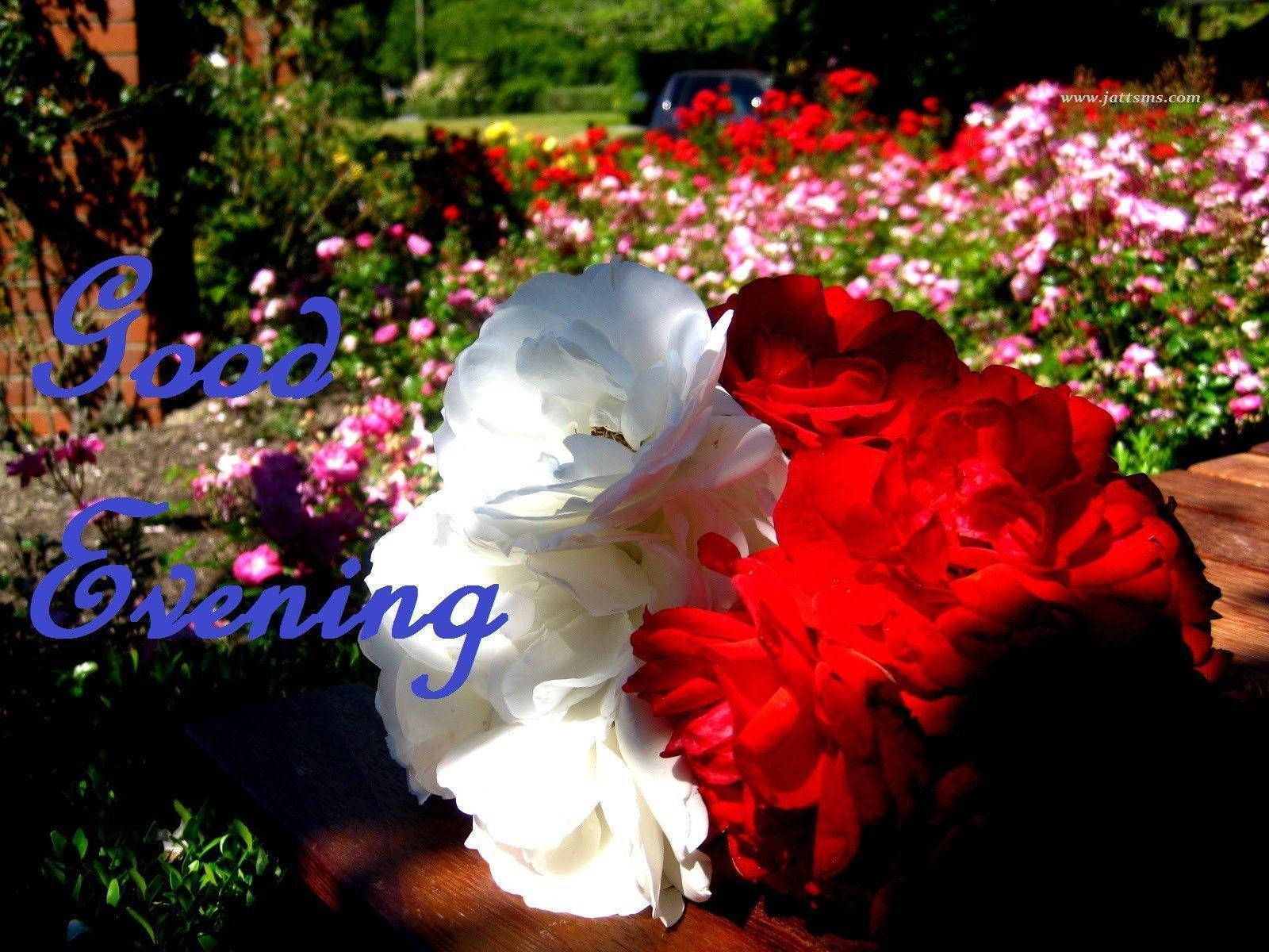 Good Evening Flower Bed Wallpaper