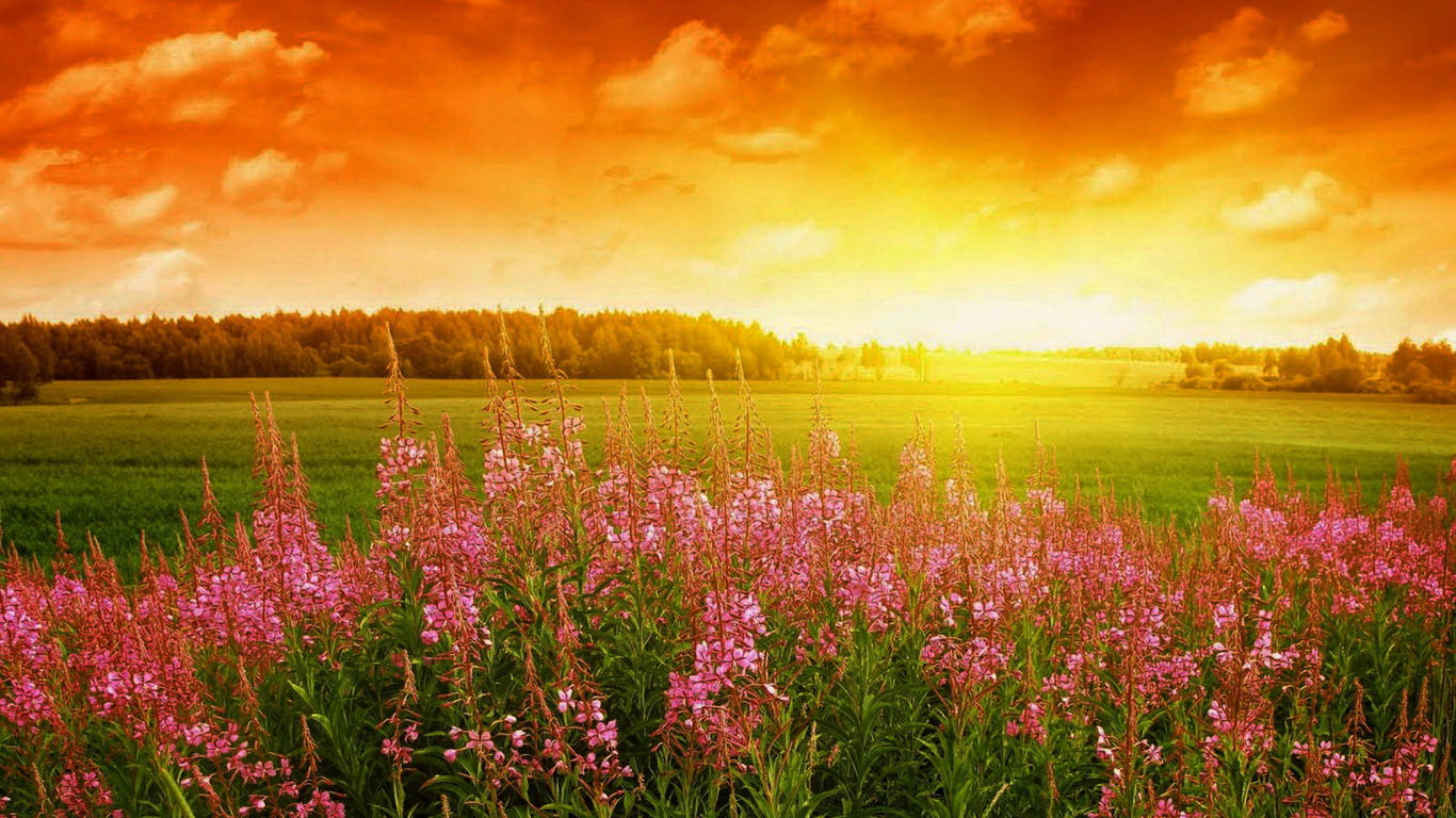 Good Morning Fireweed Field Wallpaper