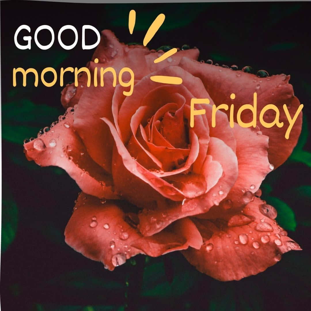 Good Morning Friday Rose Greeting Wallpaper