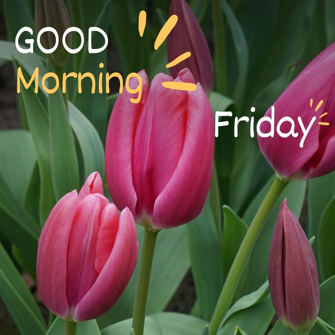 Good Morning Friday Tulips Wallpaper