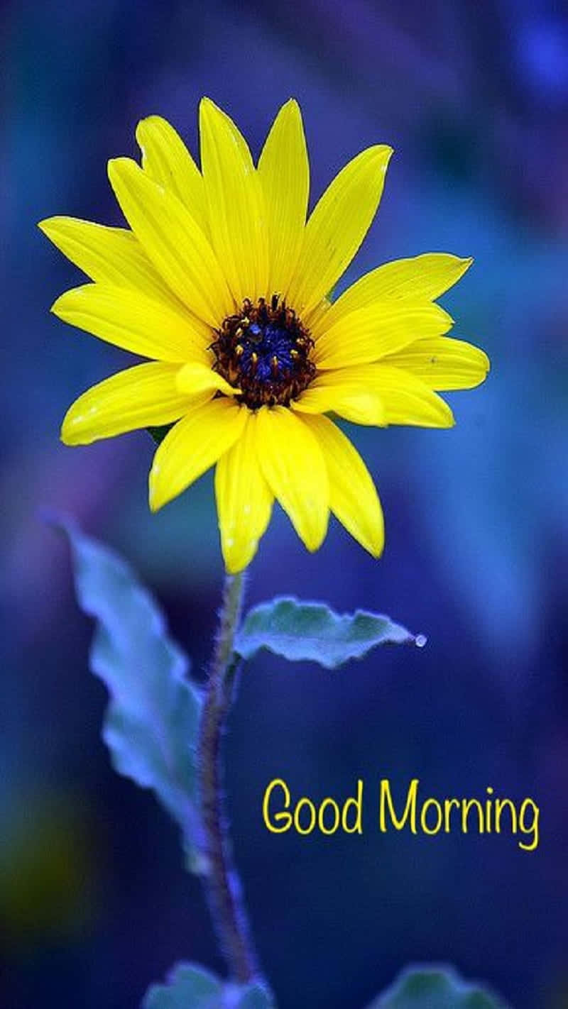 Good Morning Friday Yellow Flower Wallpaper