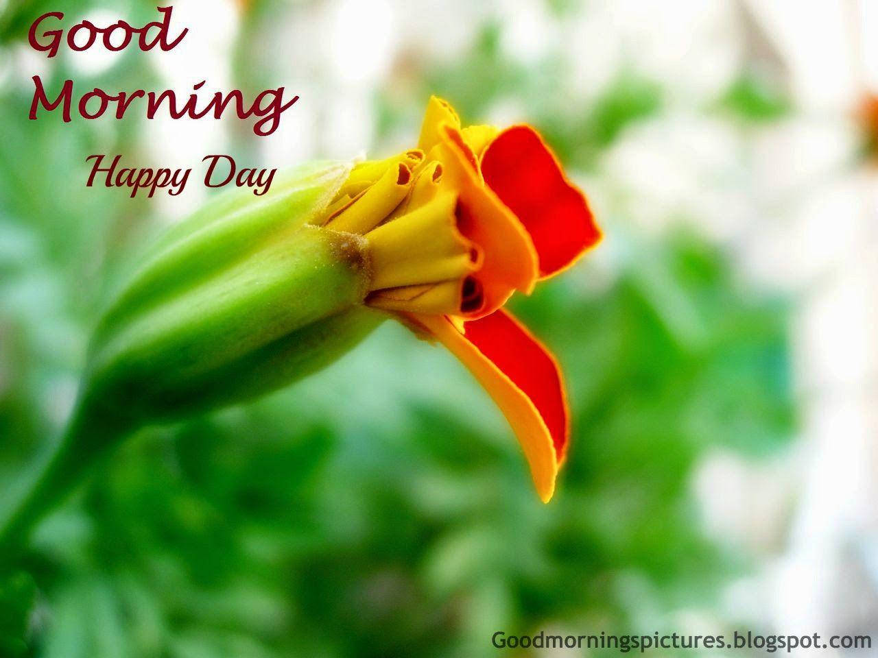 Good Morning Hd Yellow Flower Wallpaper