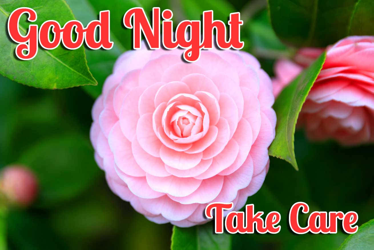 Good Night Rose Take Care Message Wallpaper