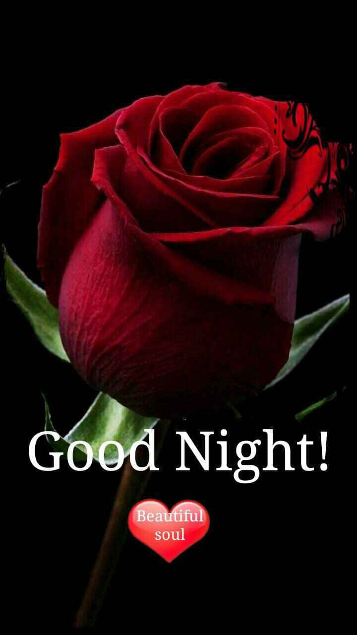 Good Night Wishwith Red Rose Wallpaper