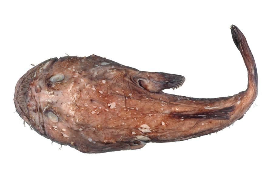 Goosefish Lophius Piscatorius Wallpaper