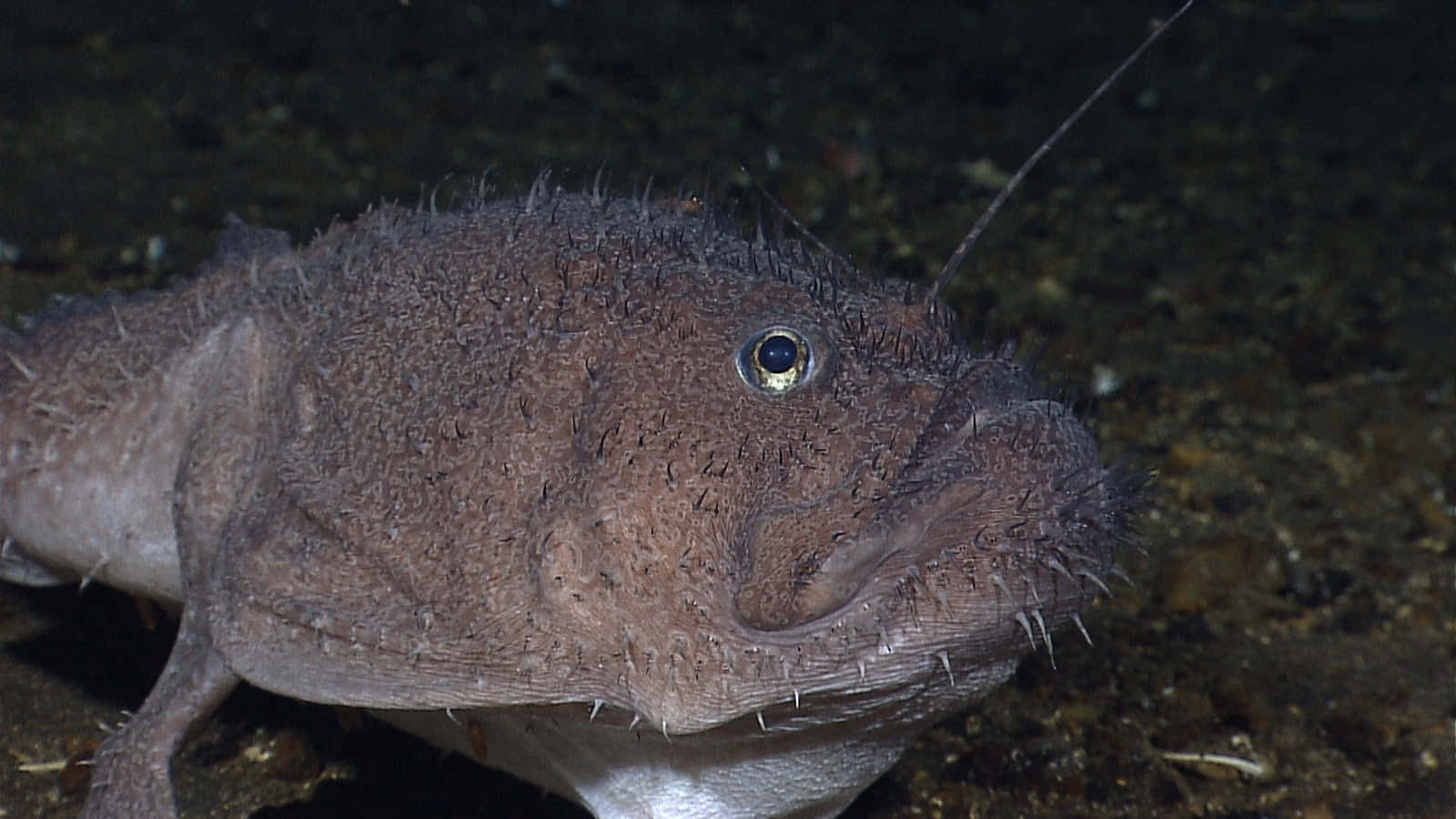 Goosefish Lurkinginthe Deep Wallpaper