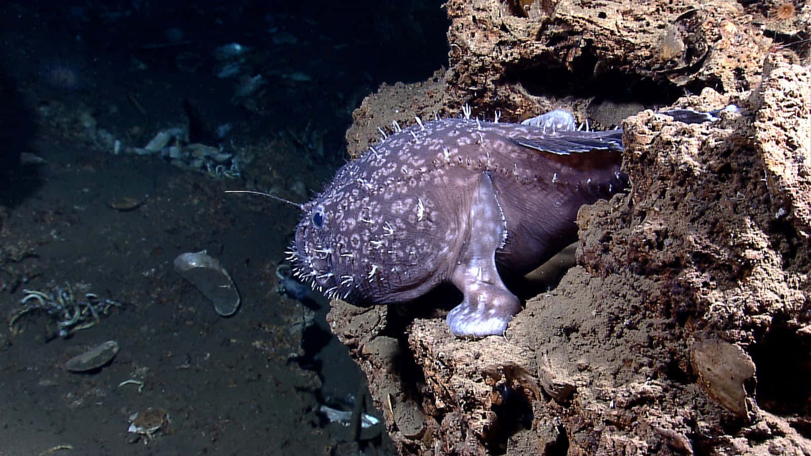 Goosefish Lurkingon Seafloor.jpg Wallpaper