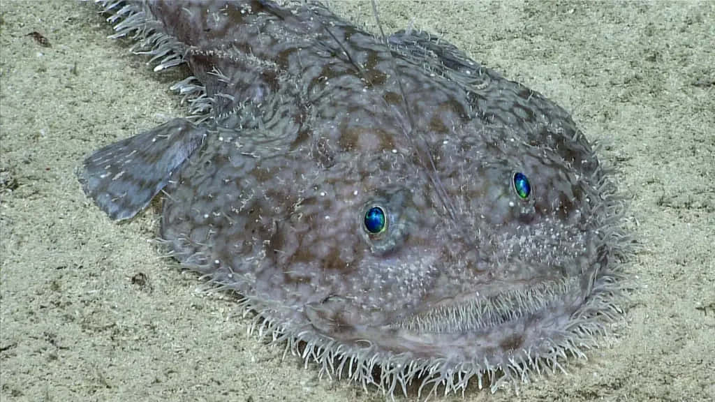 Goosefish Lyingin Sand.jpg Wallpaper