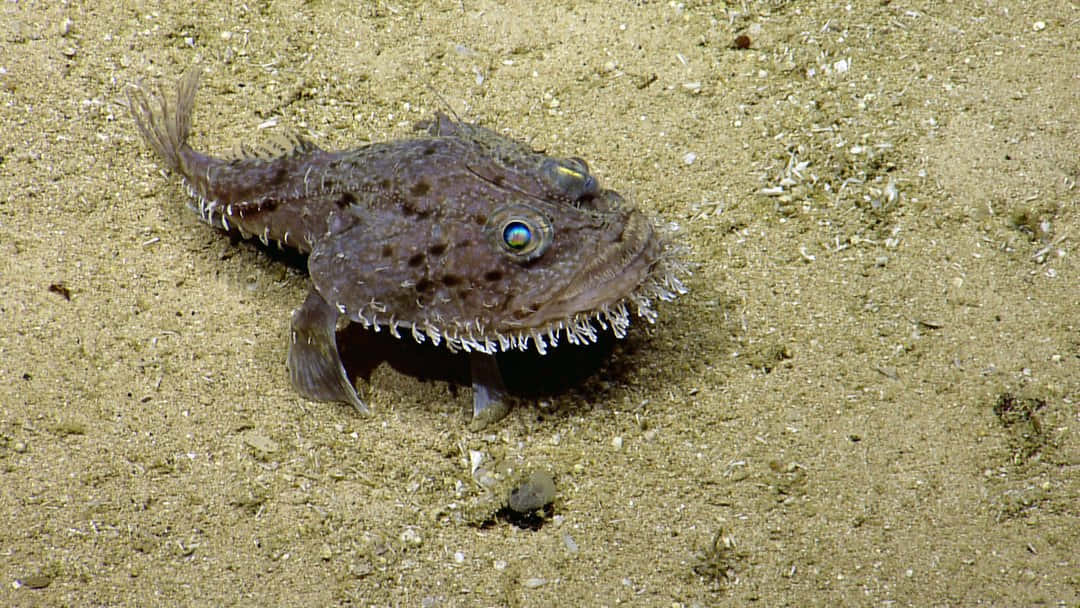 Goosefish Lyingin Waiton Seabed.jpg Wallpaper