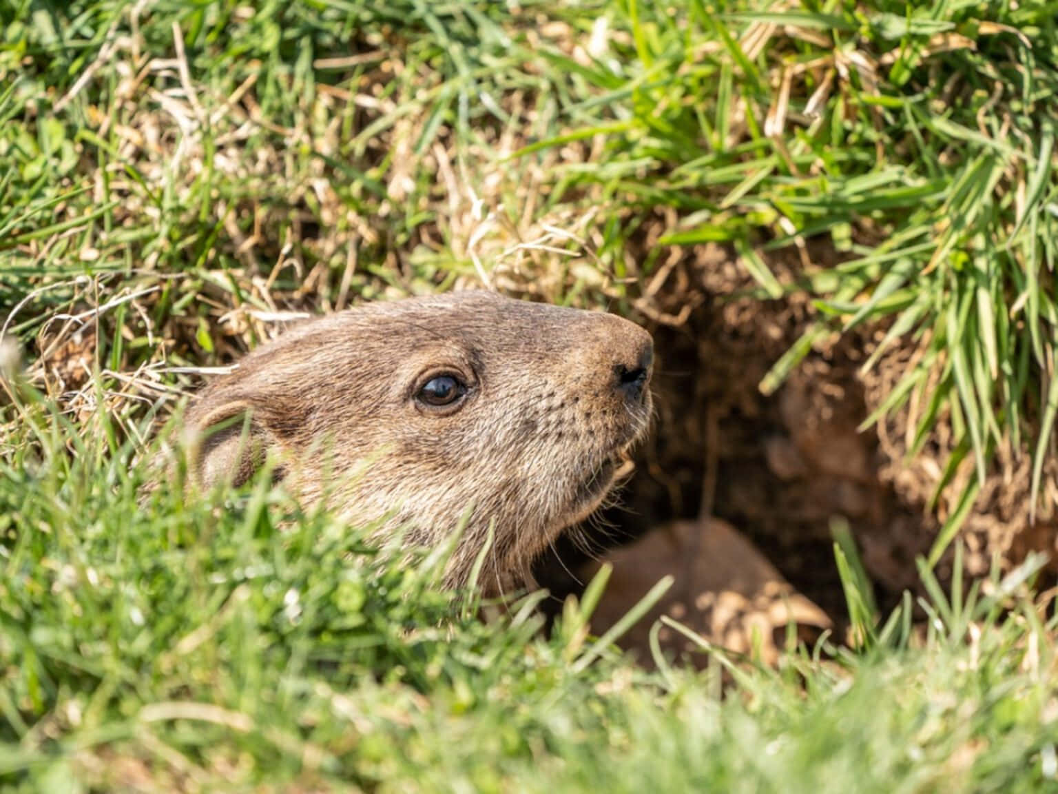 Gopher Peeking From Burrow.jpg Wallpaper