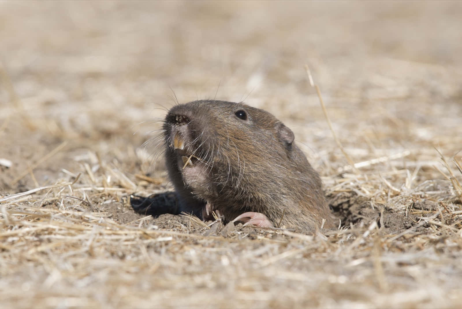 Gopher Peeking Out From Burrow.jpg Wallpaper