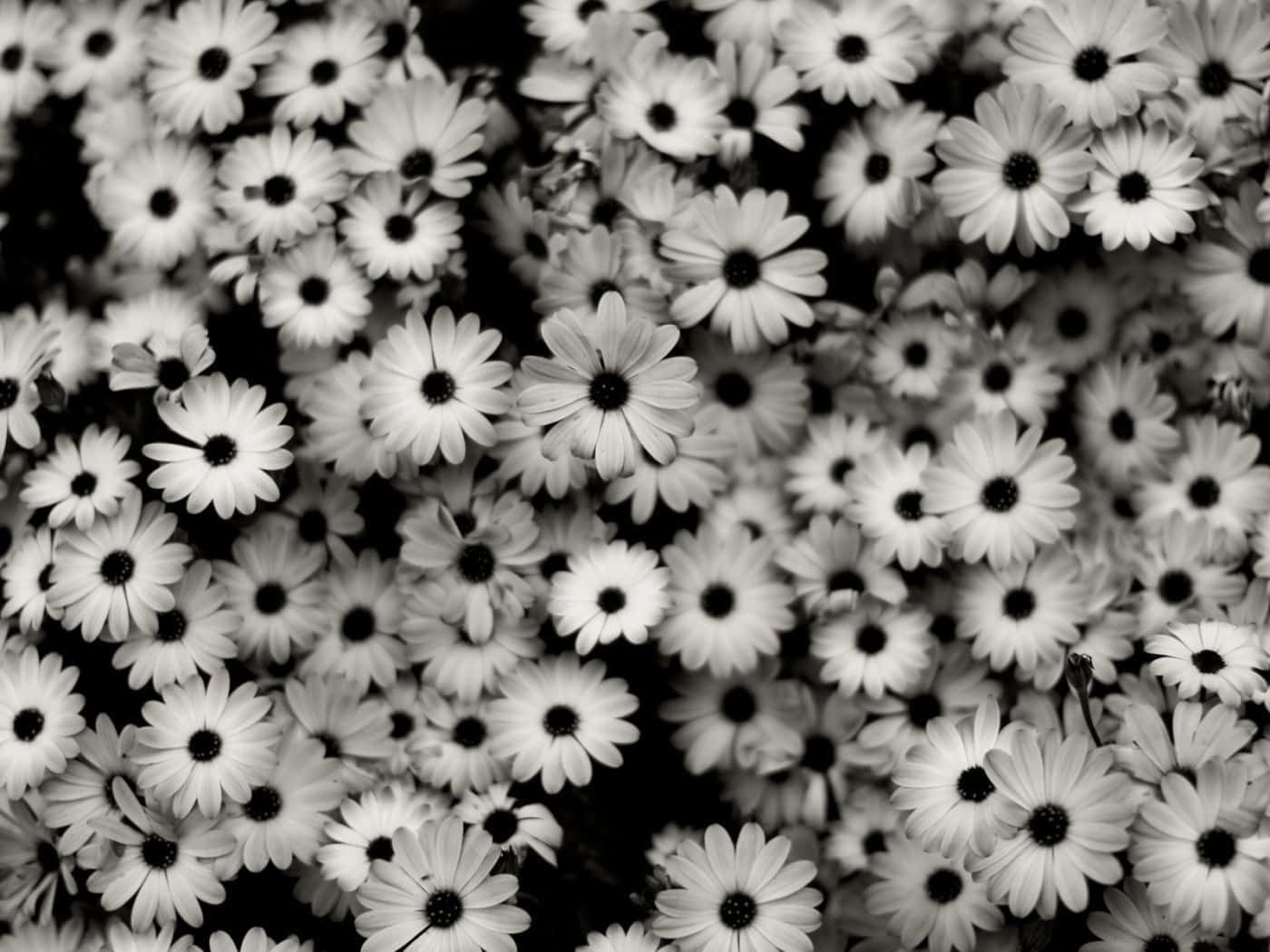 Gorgeous Black & White Flower Iphone Wallpaper Wallpaper