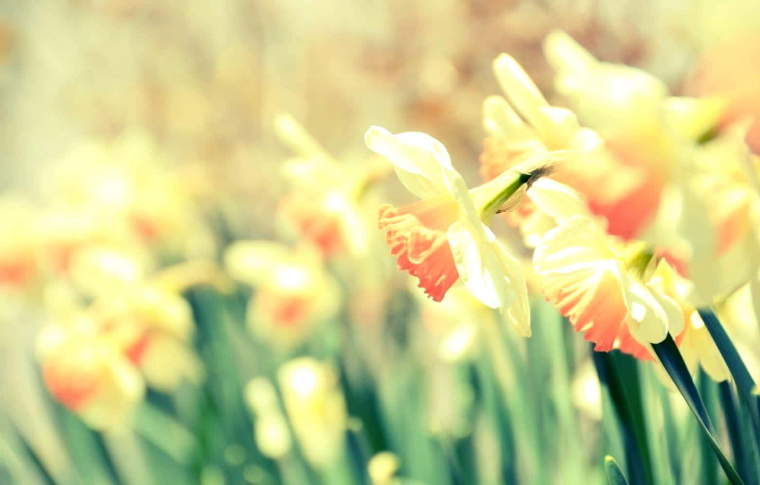 Gorgeous Yellow Daffodils In Bloom Wallpaper