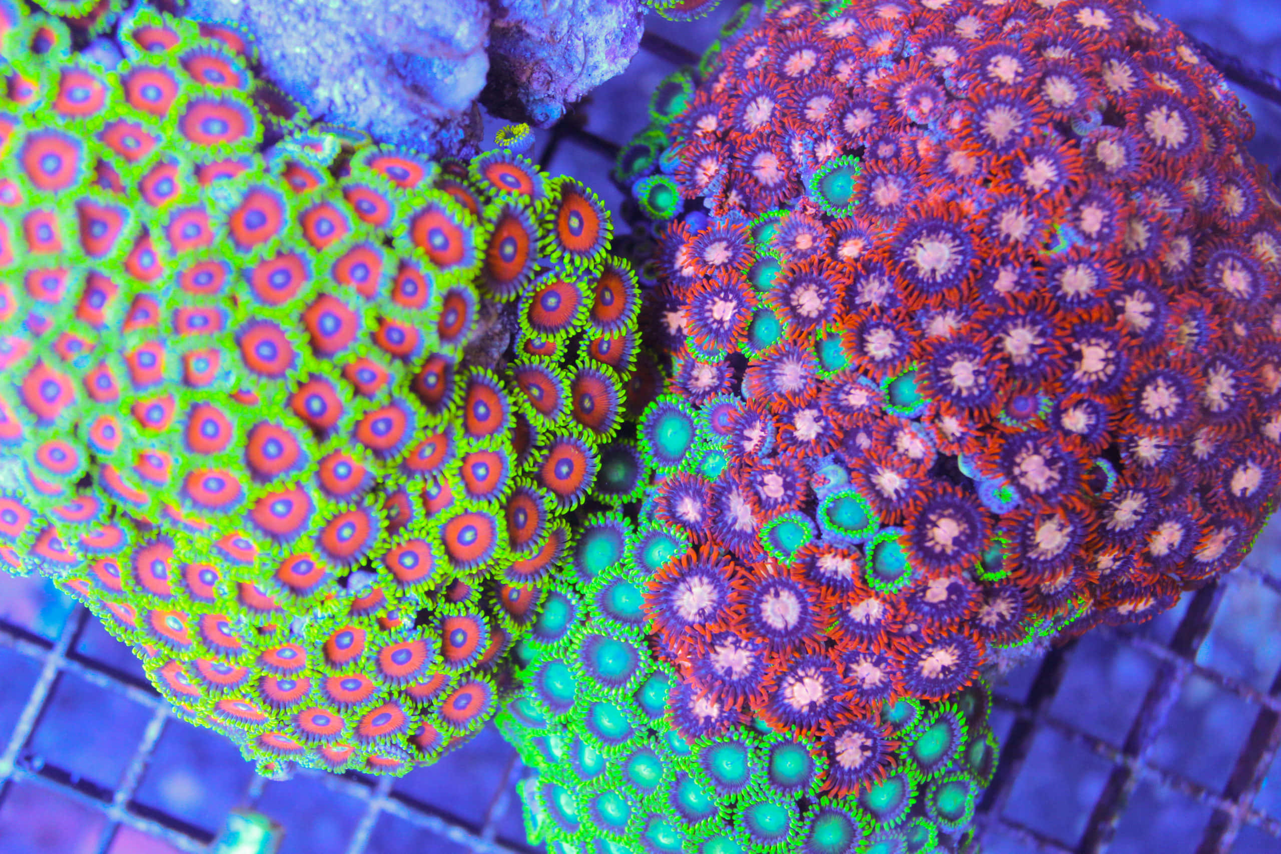 Gorgeous Zoanthid Polyps In Full Bloom Wallpaper